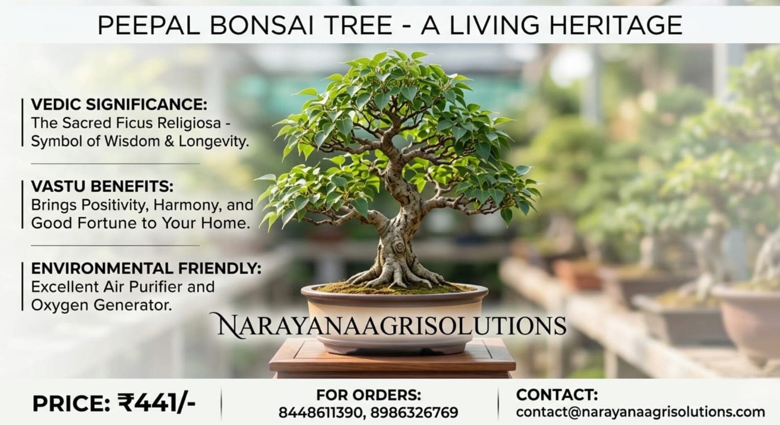 Classic Indoor Bonsai