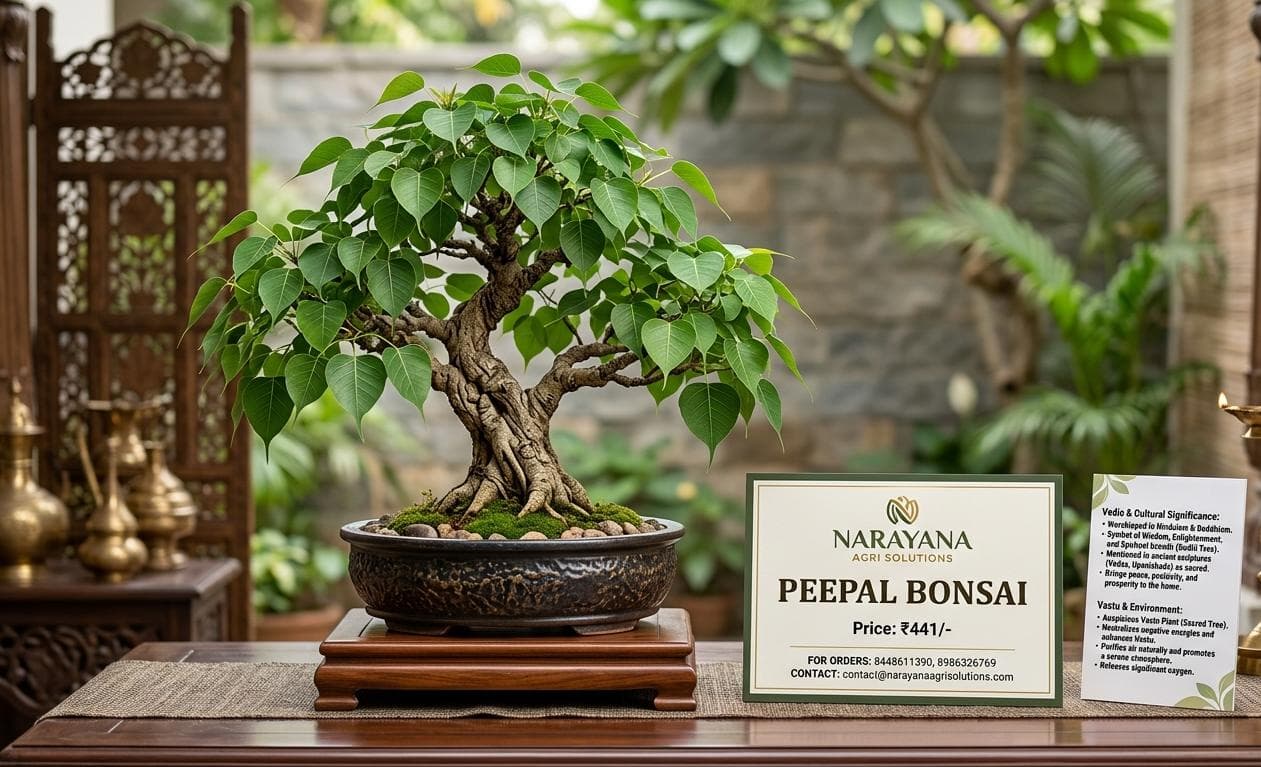 Premium Garden Bonsai